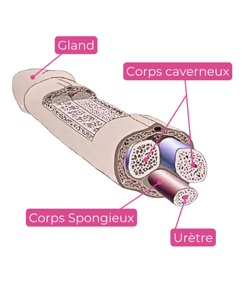 anatomie-penis-coupe